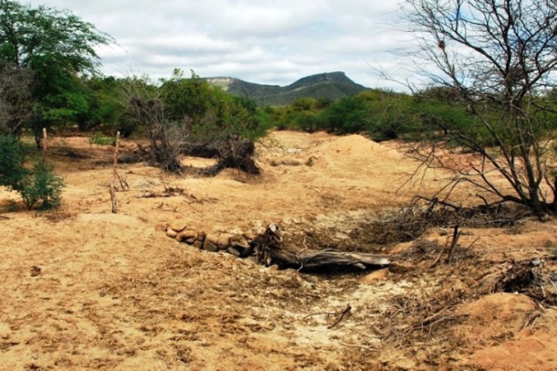 Brasil já perdeu 34 milhões dos 82,6 milhões de hectares da Caatinga