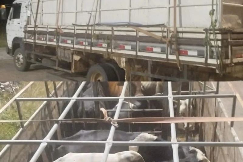 Polícia Rodoviária apreende veículo com transporte irregular de animais na BA-262 em Brumado
