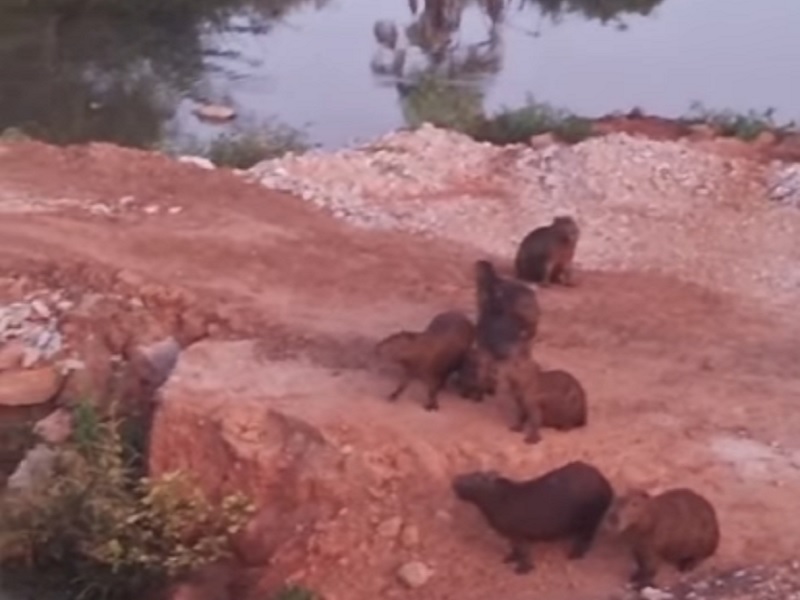 Brumado: Capivaras são flagradas próximo às obras da ponte que liga o centro ao bairro São Felix