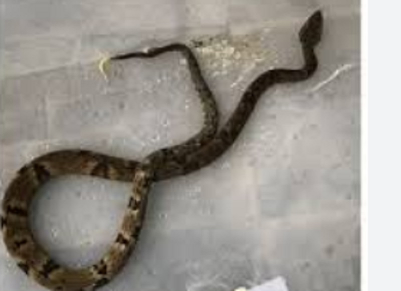 Bebê de 1 ano e 8 meses é picado por jararaca enquanto brincava em garagem em Itapetinga