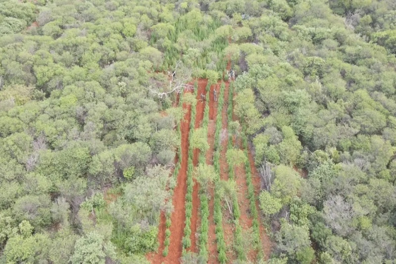 Plantação que renderia 1 tonelada de maconha é erradicada no interior da Bahia