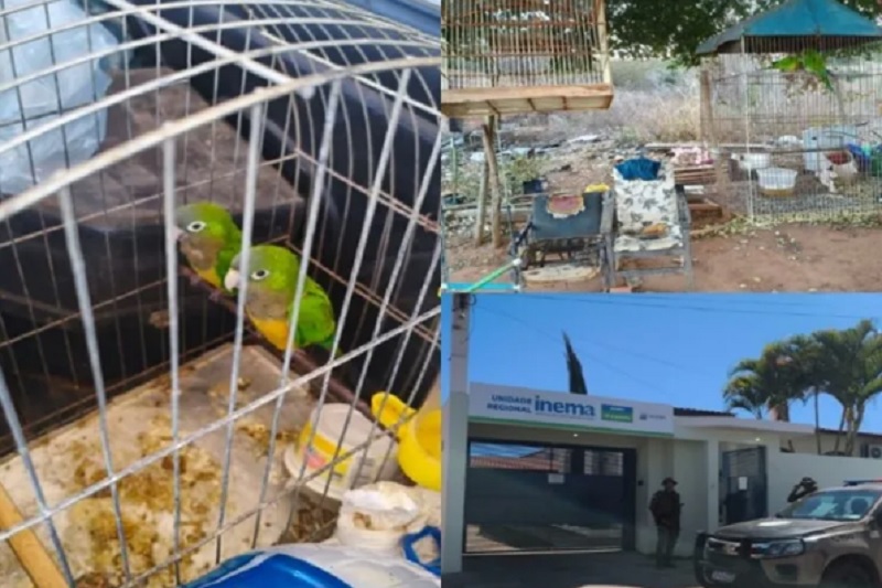 Morador entrega voluntariamente aves silvestres e gaiolas durante operação ambiental em Brumado