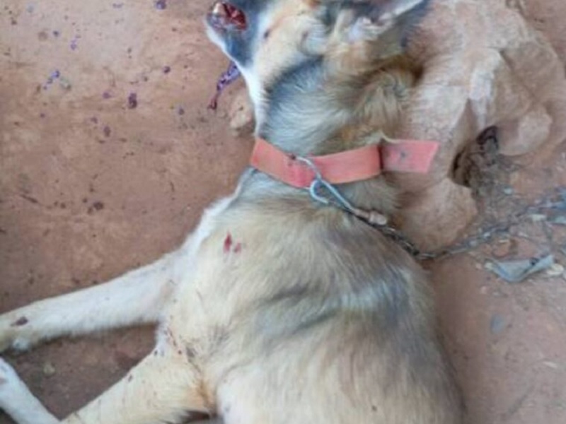 Homem é preso em flagrante após matar o próprio cachorro a pauladas em Ituaçu