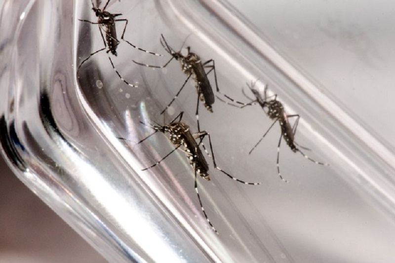 Brumado registra aumento de casos de chikungunya na zona rural