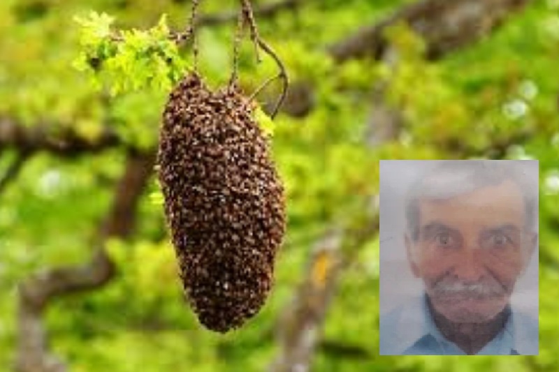Idoso morre após ataque de abelhas na zona rural de Brumado