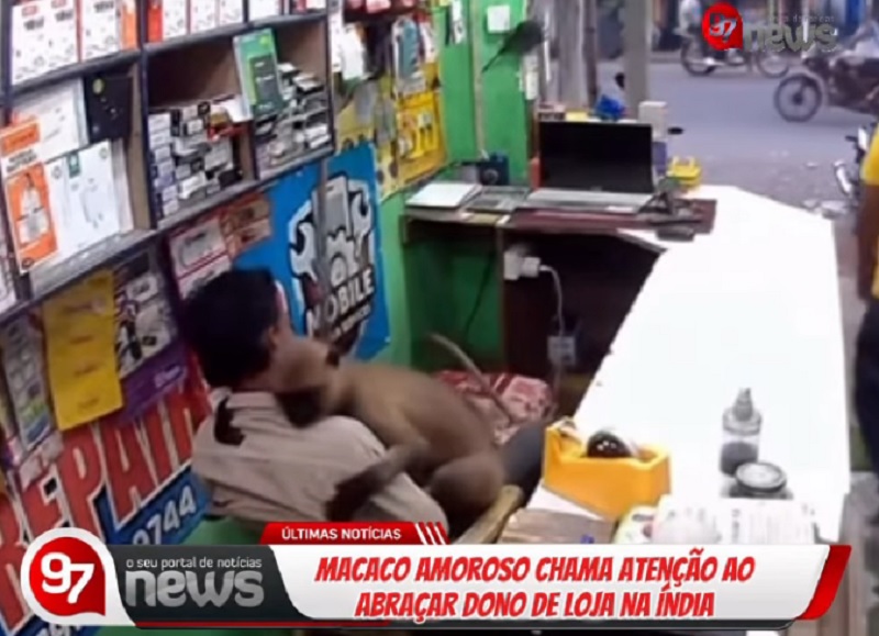 Macaco entra em loja na Índia e abraça comerciante; vídeo viraliza nas redes sociais