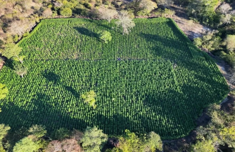 Operação Carcará XVII: forças de segurança erradicam 35 mil pés de maconha em Contendas do Sincorá
